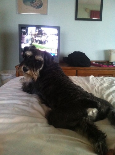 Former HS football official, father of a wonderful mini schnauzer.