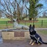 K9Scottish's profile picture. We raised £35000 & built a memorial for the Police Dogs of Scotland past, present  & future. We are in Pollok Country Park. SC050466