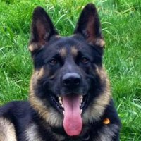 🐎MaryAnn🐾🐾 (@lambmaryann) 's Twitter Profile Photo