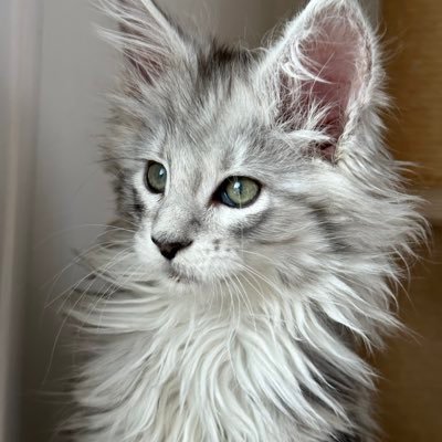 Coucou ! Je suis Vidya, une petite Maine Coon de 2 mois 🐾 Ici, un échantillon de ma petite vie, que j’espère très longue aux côtés de mon humain 💗