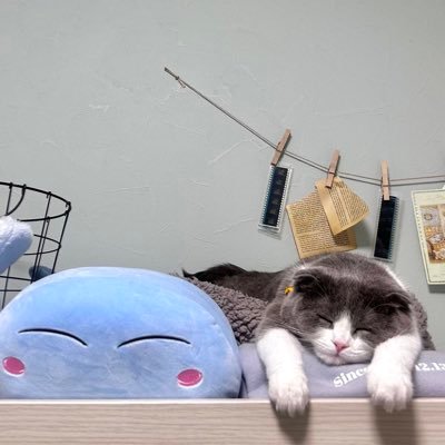 つんつん@🦑🍯🌻🐙さんのプロフィール画像