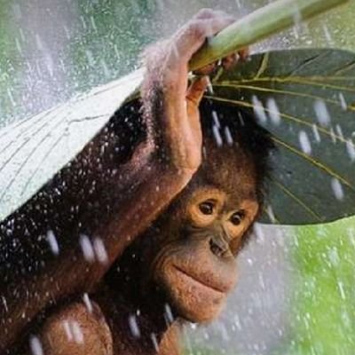 MansurAdailton's profile picture. Um aviso a turma que gosta de denunciar e censurar comentários, denunciar posts contraditórios a sua ideologia, embasados na mentirosa LEI da Fakenews, Cuidado!