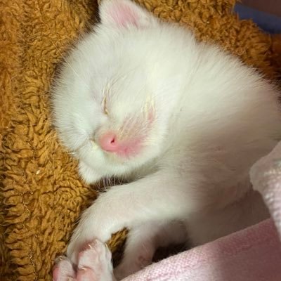 由岐町で産まれた子猫のゆきです！！