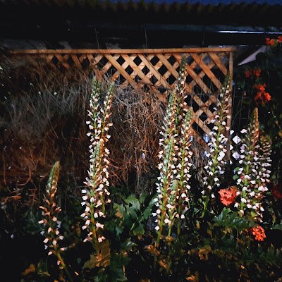 Sasha______Rill's profile picture. 