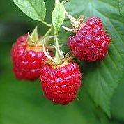 sumire723k's profile picture. 朝ドラ『ブギウギ』で翼和希さんのファンとなり、2023年11月からOSKを観劇しています。 1995～2001年頃は星組中心に宝塚を観ていました。その後韓流ドラマ、某アーティスト、小劇場観劇を経て、歌劇に戻ってきました。