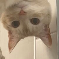 kaeri (@kaerisake) 's Twitter Profile