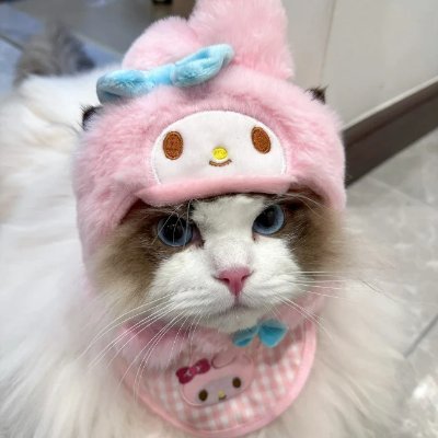 Just a cat wif a really cute pink hat!