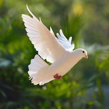 sivanath_saikia's profile picture. Optimist. Spreading peace and love.