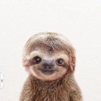 تنبل درختیِ متفکر! (@ghasedakeraha8) 's Twitter Profile