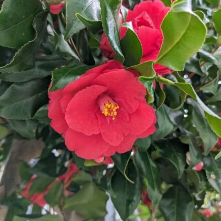 花の撮影が大、大ー好き‼️