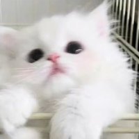 π―π΅ππππππ / γΎγΏγ‘γπ»π¦ (@hotate_codm) 's Twitter Profile