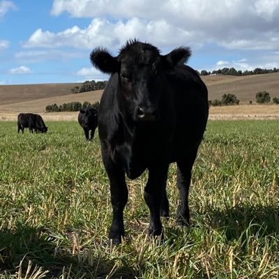 Cattle producer from South West Victoria