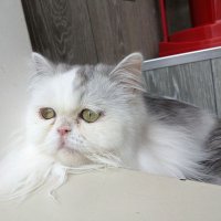 しーん (@qtga0o3pd8hijy5) 's Twitter Profile