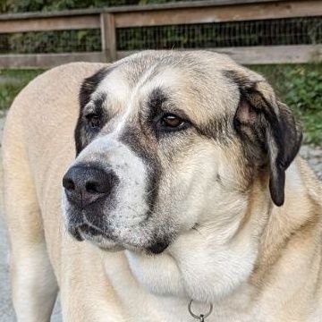 eightmyleshigh's profile picture. Conservative. Love dogs, 1A, 2A.