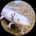 内科医の本棚 (@yokobooks) Twitter profile photo 内科医の本棚 (@yokobooks) Twitter profile photo