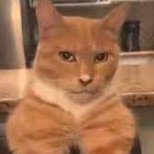 Comp (@compcat2) 's Twitter Profile