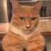 Comp (@compcat2) Twitter profile photo Comp (@compcat2) Twitter profile photo