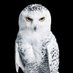 Atenea 🪶 (@magnus_at) Twitter profile photo Atenea 🪶 (@magnus_at) Twitter profile photo