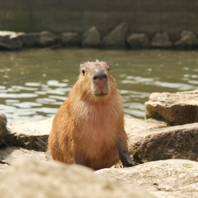 カピバラライフ 📸fujifilm x100v