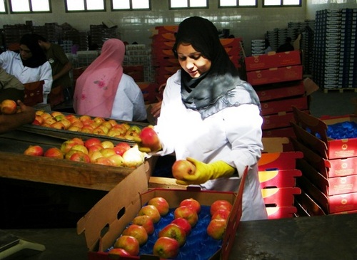 SALASELUprEgypt's profile picture. The Pro-poor horticulture value chain in Upper Egypt (SALASEL) is an MDG funded Joint Program that is designed to work on improving the efficiency of the hortic