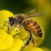 ただの養蜂家だ🐝🇺🇦 (@rioriost) Twitter profile photo ただの養蜂家だ🐝🇺🇦 (@rioriost) Twitter profile photo