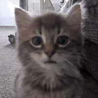 Nils (@nilsiboii) 's Twitter Profile