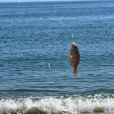 AyumiYonekura2's profile picture. japanese🇯🇵/釣り🎣好き/釣りは忍耐力鍛えるのに最適!/大物釣り上げた時の引きの力が堪らなくすき🤍/台風の中命懸けの釣り(結果坊主）😆