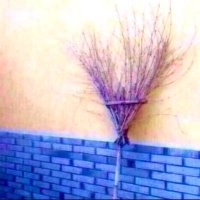箒 (@hukugyokunn) 's Twitter Profile