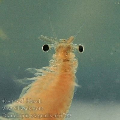 just a shrimp, move along