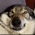 Professor Rengar (@professorrenga2) Twitter profile photo Professor Rengar (@professorrenga2) Twitter profile photo