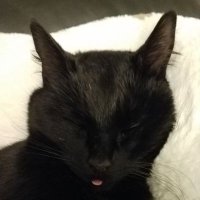 Deadkitty(@Kittenhead52) 's Twitter Profile Photo