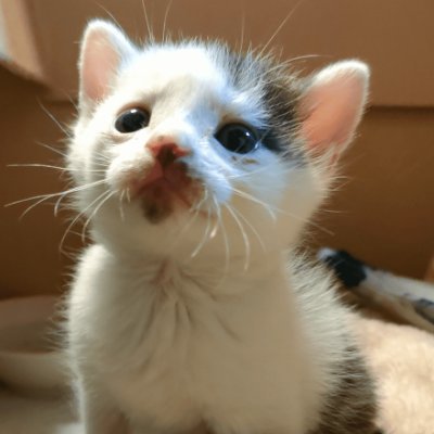 PdM/SWE/LLMエンジニア🐱🐰
ハッカソン狂い🌟
Zennで記事書いてます📝
https://t.co/YuVkonPsCB
技術を使って、課題解決をどんどん進めて行きたい💪🐱🔥
アーキテクチャ設計と生成AIを使ったプロダクト開発に特に興味があります💪🥺🔥