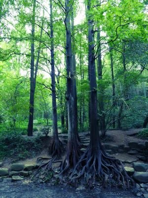 FocusZhen's profile picture. 