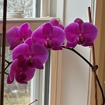 monsteramadd's profile picture. mom to 1