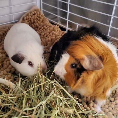 モルモット(愛モル/🐹ポップ君♂アビシニアン2021.4.26BD🎂5.28お迎え🏡/🐹スノウ君♂ロシアンスモーク2022.4.26BD🎂5.22お迎え🏡)