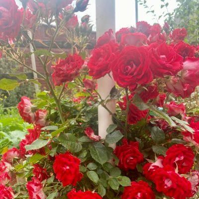 MayuMeha's profile picture. 