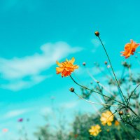 今夜もカフェオレ🥀 (@milu1020021) 's Twitter Profile Photo