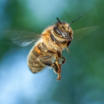 LittleFInsect's profile picture. Try to find bugs