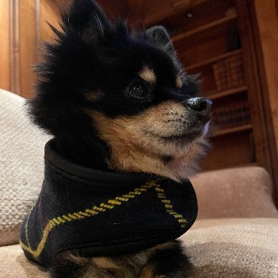 dlopen_'s profile picture. Suspended at 800k