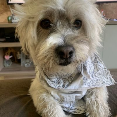 nelsongodoy502's profile picture. AirDrop Hunter.