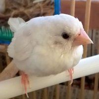 白いとり (@tenten1341) Twitter profile photo