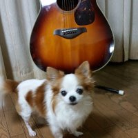 music ringo (@ringomusic0718) Twitter profile photo