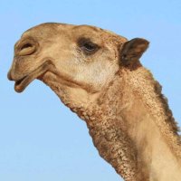 نايف العتيبي (@kerbaulompat1) 's Twitter Profile