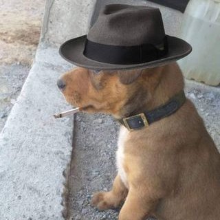 chu21885646's profile picture. 