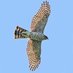 accipiter (unvaccinated) 🇷🇺 (@astore_silente) Twitter profile photo accipiter (unvaccinated) 🇷🇺 (@astore_silente) Twitter profile photo