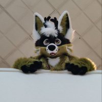 Emmerson (@emmersonthedolf) 's Twitter Profile