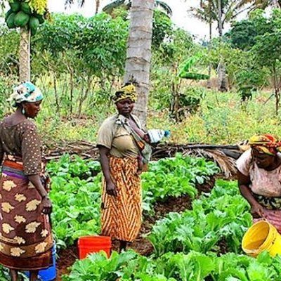 Knowledge + Resources + Action = Change.
Cultivating a Resilient world Through Women-Led Climate-Smart Agriculture.
support us
via: shearthempowerinfo@gmail.com