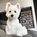white puppy (@whitepuppy92) Twitter profile photo white puppy (@whitepuppy92) Twitter profile photo