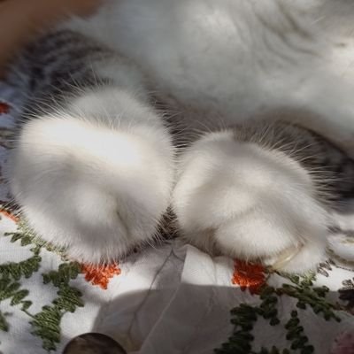 ด้วยรักจากน้องติ่งさんのプロフィール画像