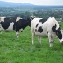 Peter Casey - @petea555 - Twitter